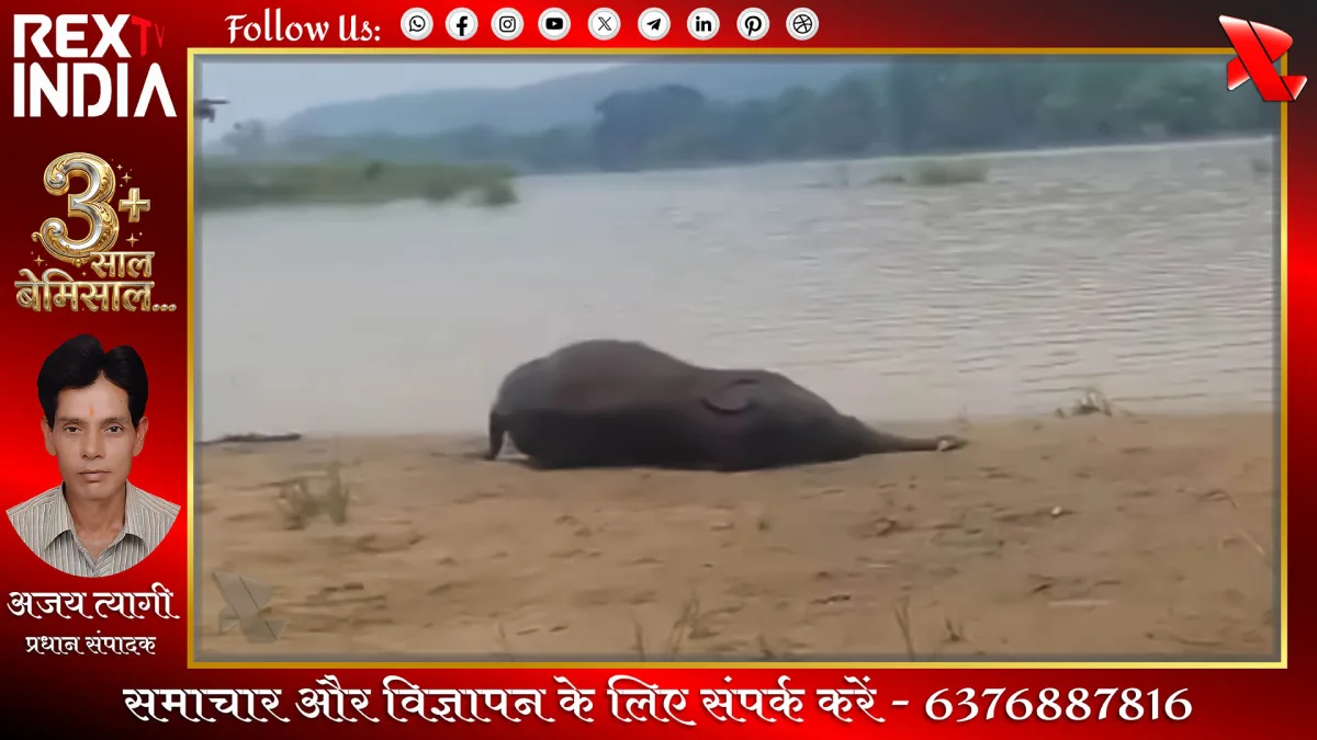 रायगढ़ में हाथी शावक की मौत
