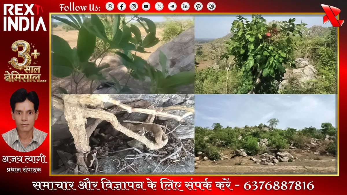 गया की औषधीय पहाड़ी: विकास के दावों के बीच दम तोड़ती विरासत