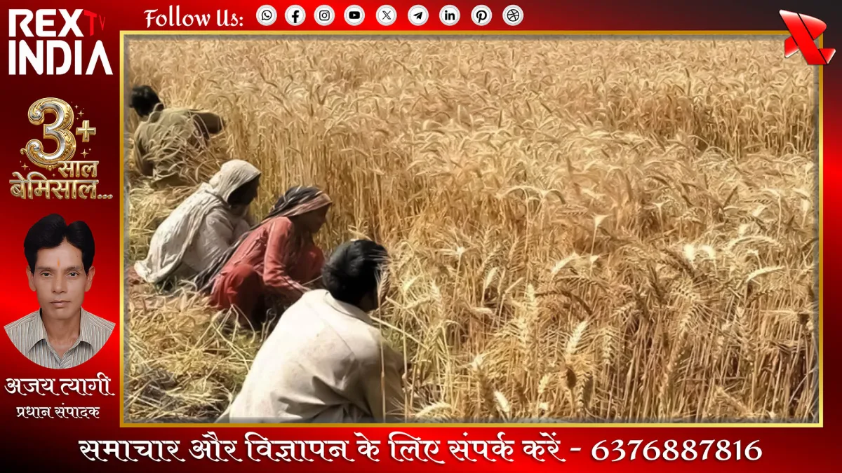 प्रतीकात्मक फोटो - Rex TV India