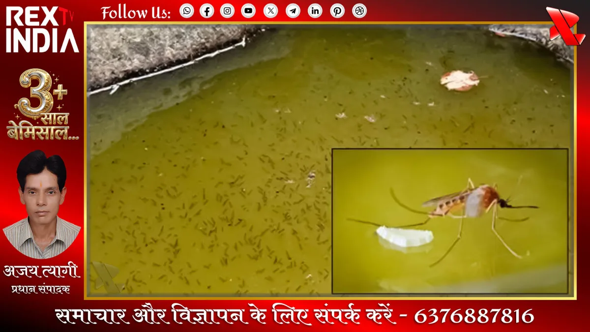 ठहरे हुए पानी में पनपते मच्छर