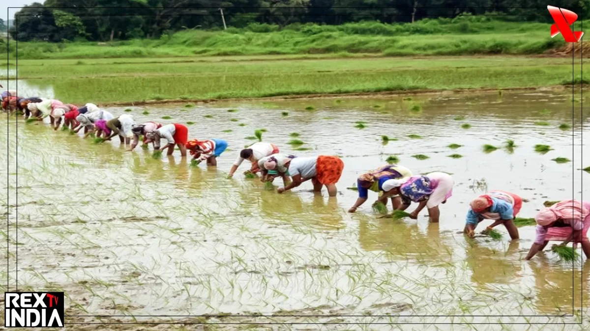 खरीफ की बुवाई