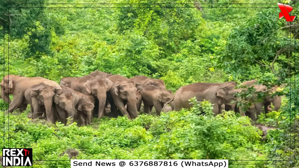 हाथियों का संरक्षण जरूरी, घटते जंगल और बढ़ता टकराव बढ़ा रहा चिंता 