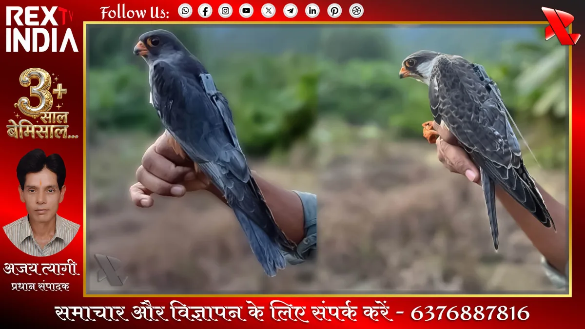 मणिपुर से अफ्रीका और अब भारत वापसी: सैटेलाइट ट्रैकिंग में बड़ा खुलासा
