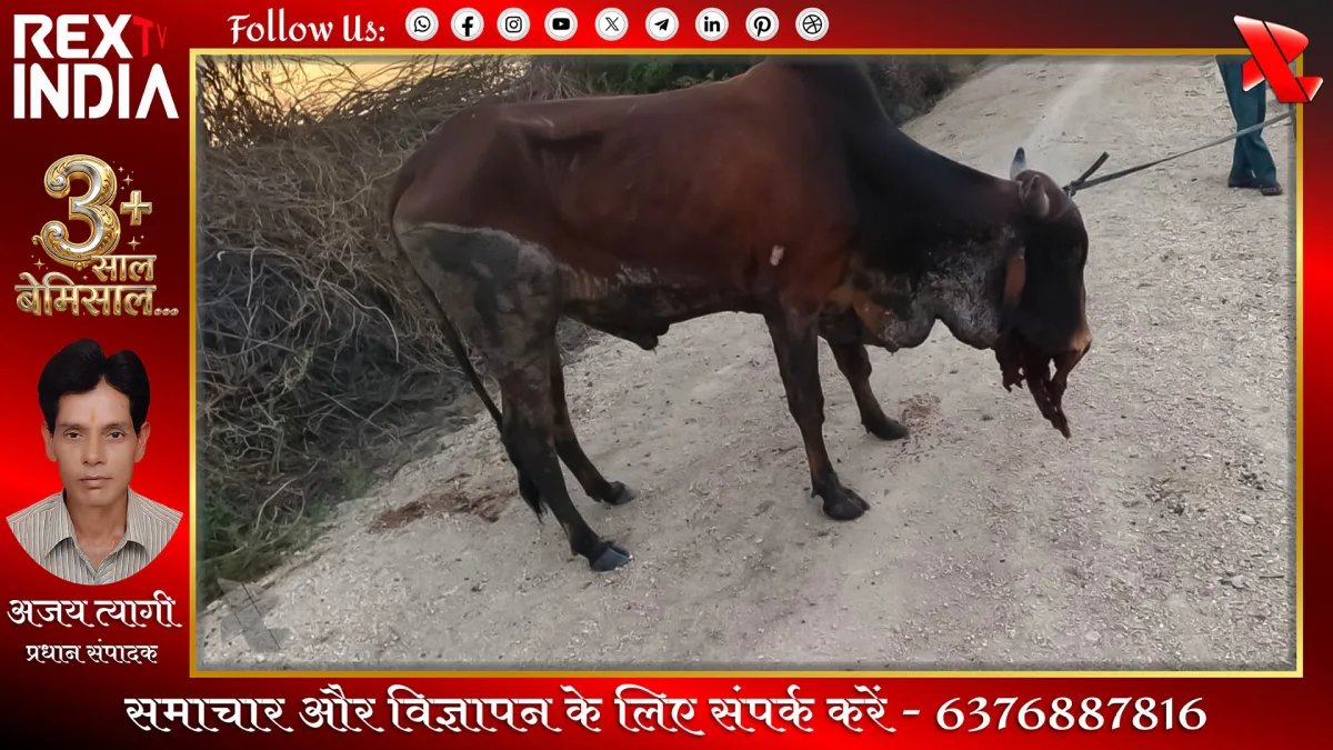 आनंदपुर कालू क्षेत्र में गोवंश की मौत से पशुपालकों में भारी रोष
