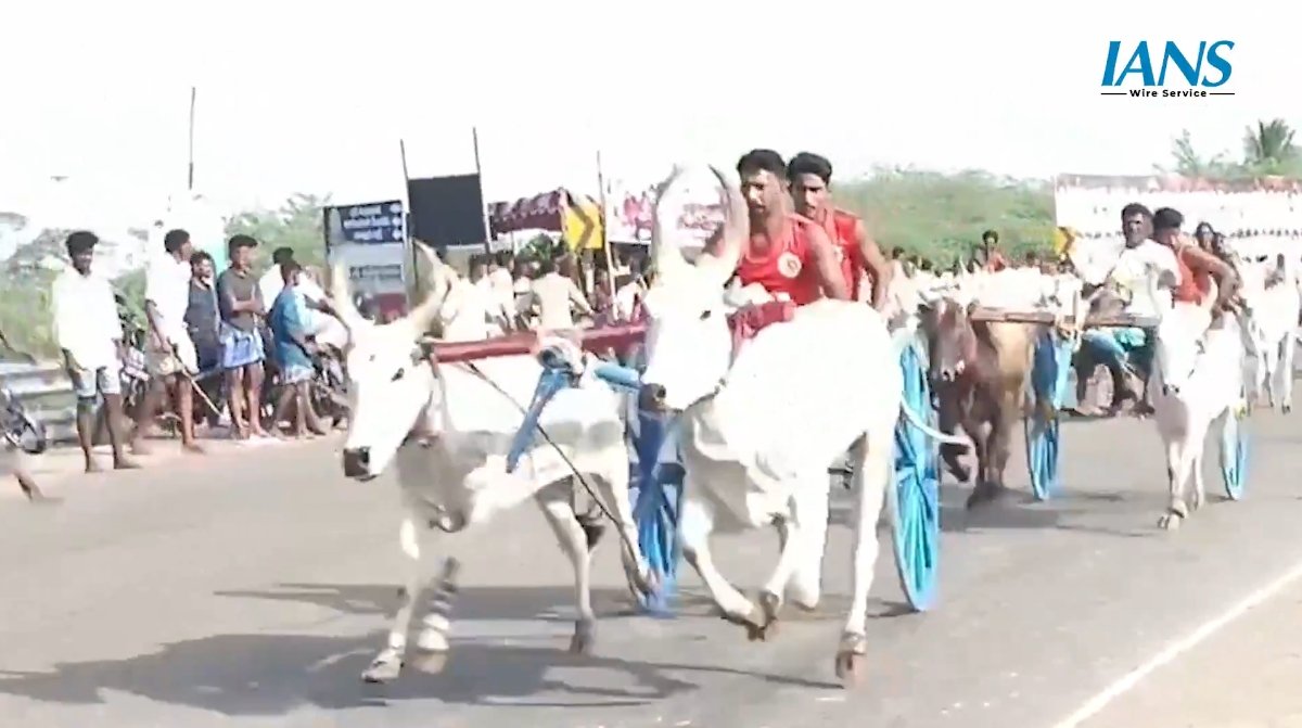 किलकथी में गर्जी बैलों की टाप: रोमांचक बैलगाड़ी दौड़ ने जीता दिल, विजेताओं पर हुई पुरस्कारों की बारिश