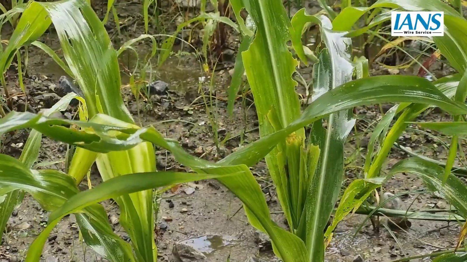 जम्मू-कश्मीर: कीटों के हमले से जूझते किसानों के लिए कृषि विभाग आगे आया