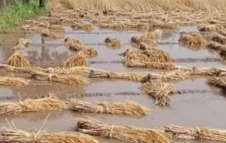 कुदरत का वार: बेमौसम बारिश से खरीफ की फसलें बर्बाद, भारी नुकसान, खेतों में पसरा सन्नाटा