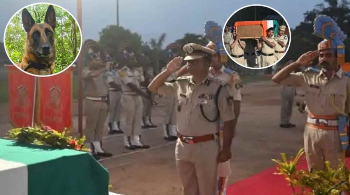 ऑपरेशन की हीरो, तीन साल की बेल्जियम शेफर्ड: सैंकड़ों बारूदी सुरंगें खोजने वाली सुसैन को नमन