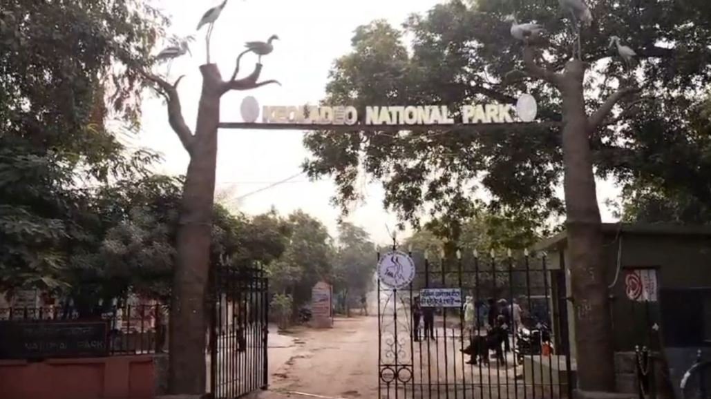 850 घोंसलों से गूँज रहा कलरव: विश्व धरोहर घना बना पक्षियों का स्वर्ग