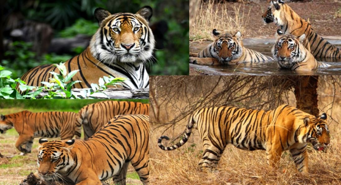 रणथंभौर में बाघों पर अदृश्य संकट: इनब्रीडिंग से बढ़ रहा जेनेटिक बीमारियों का खतरा