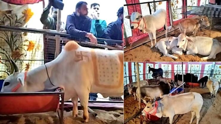 पुंगनूर गाय और मिनी हॉर्स का जलवा: पुष्कर मेले में छाया देसी नस्लों के संरक्षक का स्टॉल
