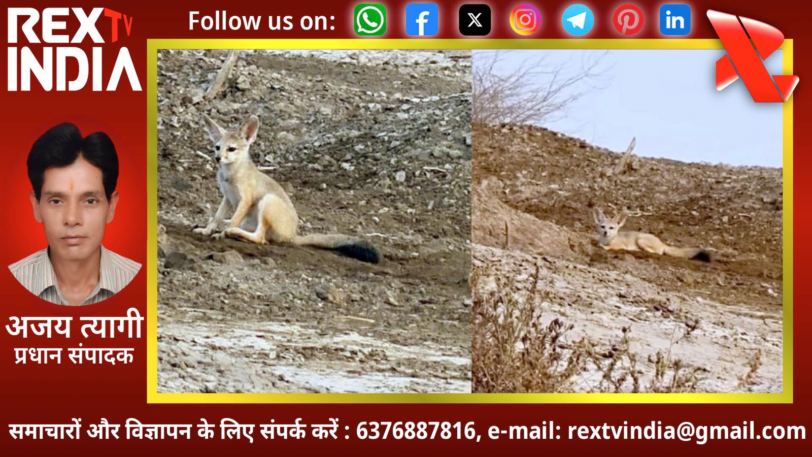 रेगिस्तानी रहस्यों के बीच नन्हा मेहमान: गुजरात के सुरेंद्रनगर में फेनेक फॉक्स की संभावित दस्तक