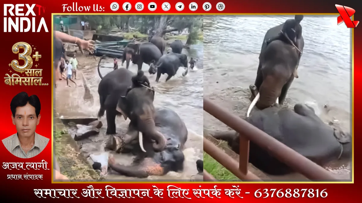 हाथियों की आपसी भिड़ंत, पर्यटक कुचली गई