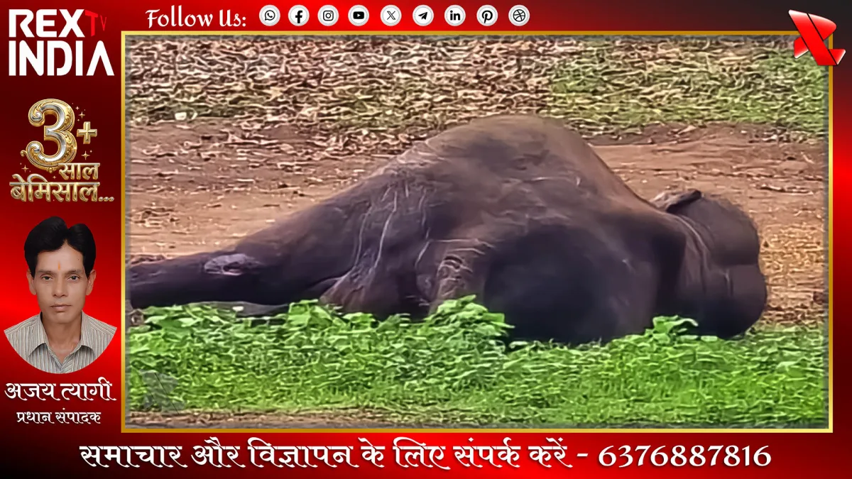 दुबारे हाथी कैंप में पर्यटकों की एंट्री बैन, घायल हाथी की मौत