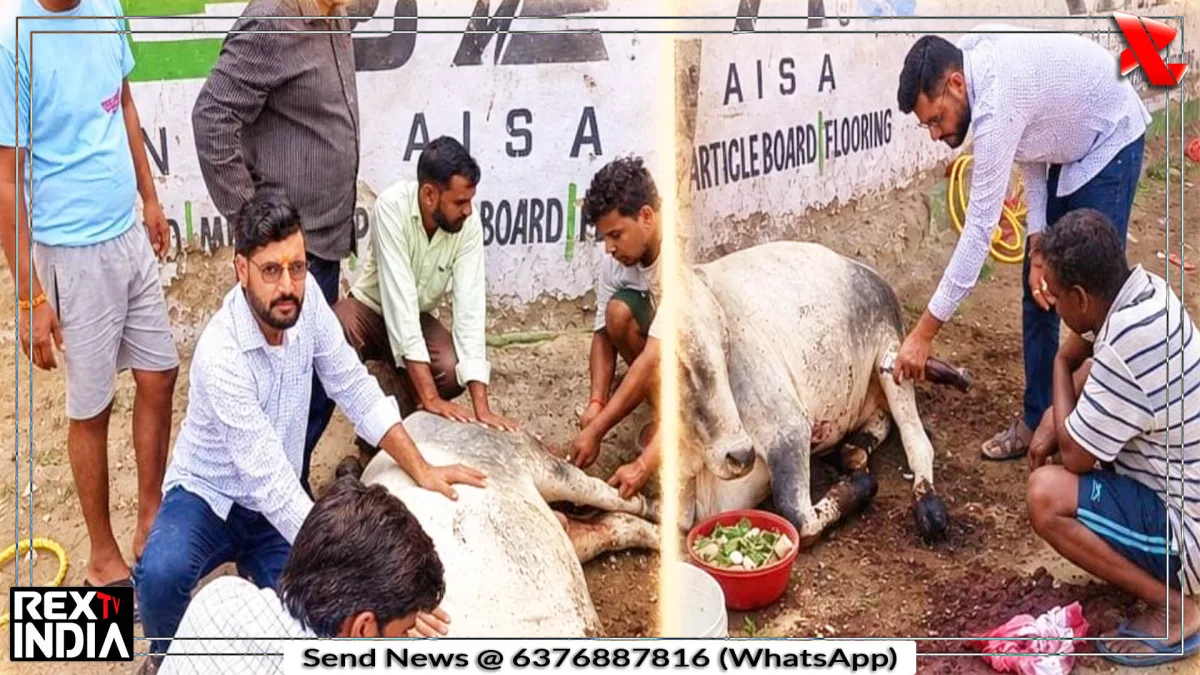 दुर्घटनाग्रस्त नंदी के उपचार और गोवंश संरक्षण को लेकर विशेष रिपोर्ट
