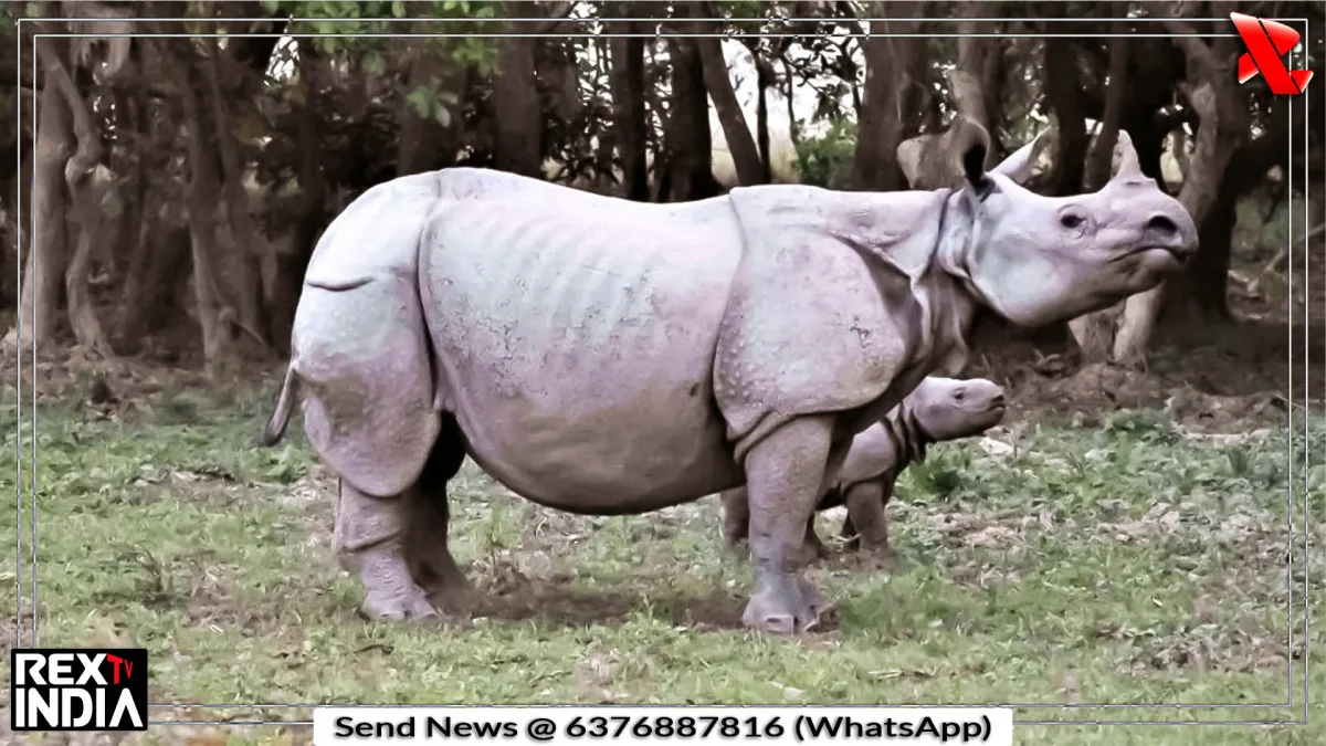 विश्व गैंडा दिवस: गैंडा संरक्षण और सुरक्षा पर मंडराते खतरे
