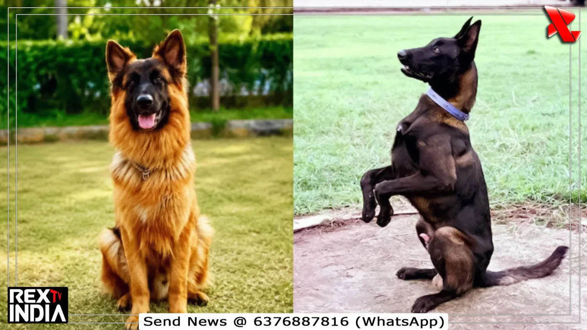 रिटायर पुलिस डॉग्स अब गोद नहीं दिए जाएंगे, हैंडलर्स संग रहेगा रिश्ता