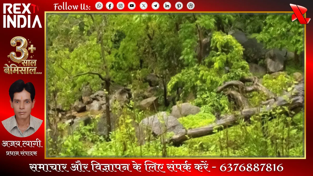 वन माफिया की खैर नहीं: हरियाणा में जुर्माने की नई दरें लागू