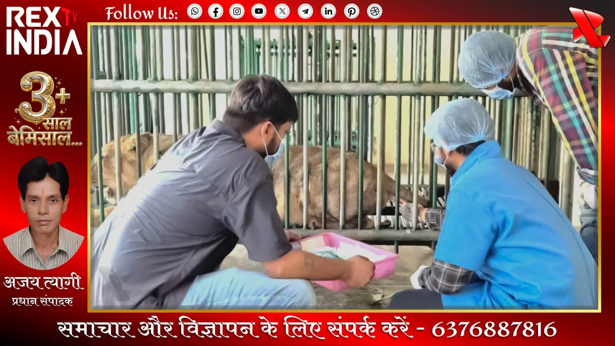 गिर के शेरों की मौत: महामारी का खतरा या प्रशासनिक लापरवाही