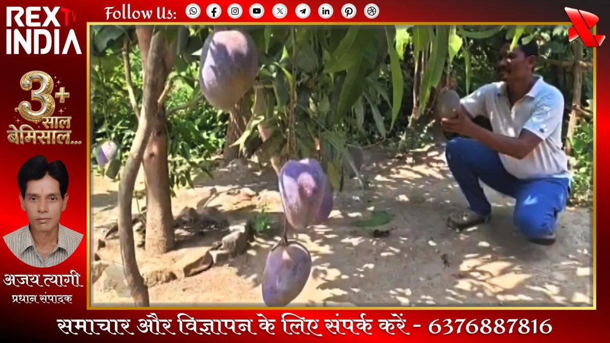 ओडिशा में उगाया दुर्लभ मियाजाकी आम: प्रशासन से मांगी गई मदद