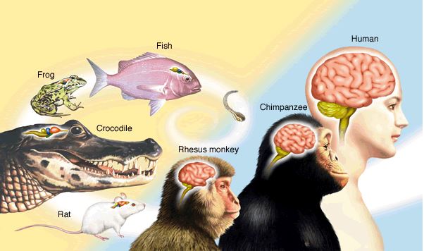 brain size